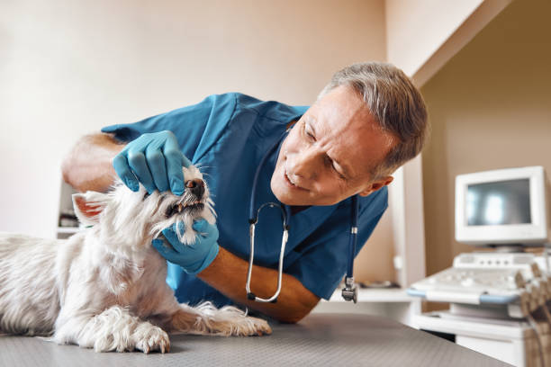 Best Urgent Dental Care  in Gulf Park Estates, MS